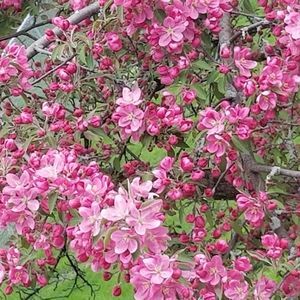 Meet your Posher, Lanzie